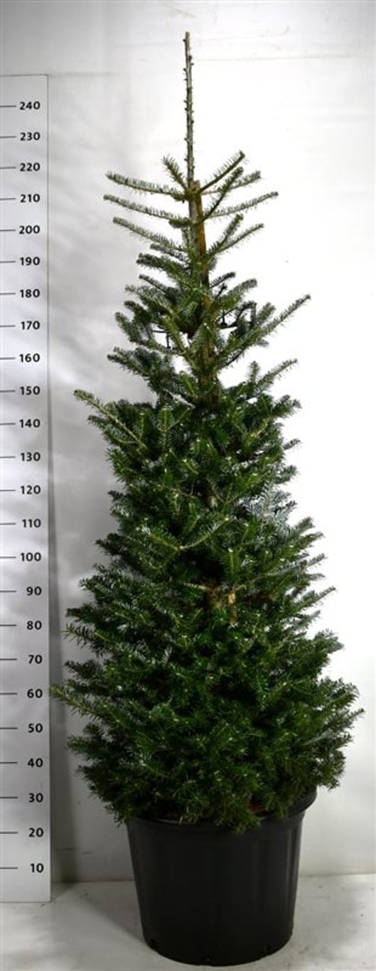 Abies koreana - C60 150-175 CM