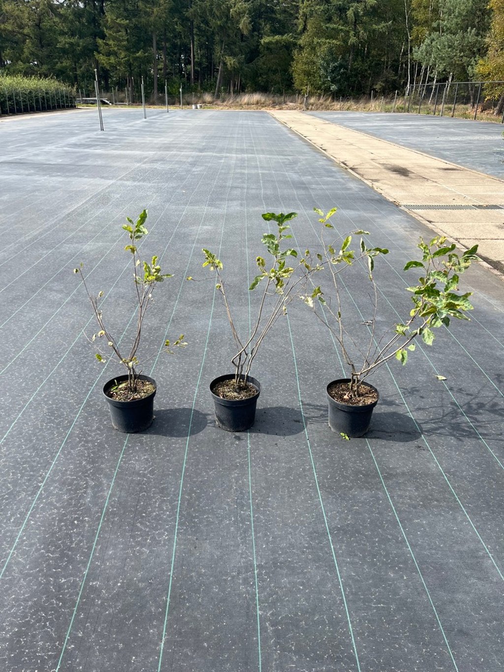 Amelanchier lamarckii - C5 40-60 CM