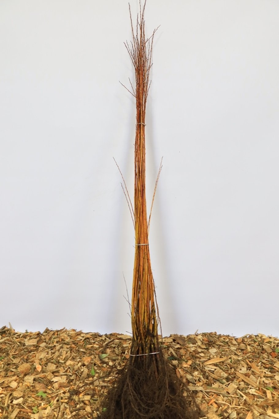 Salix fragilis - 60-100 CM bare root 0/1   1-2 branche