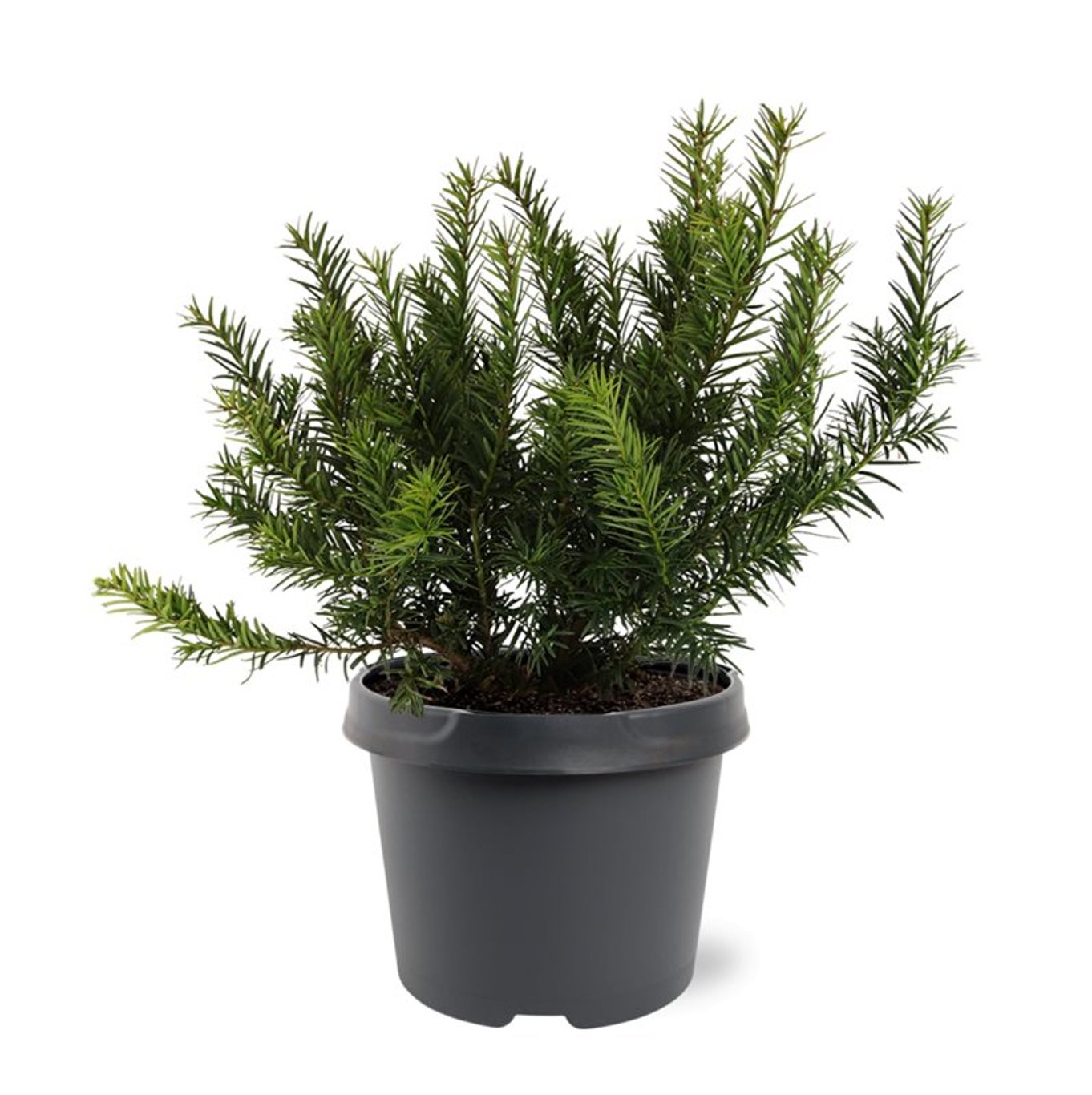 Taxus b. 'Repandens' - C3 25-30 CM