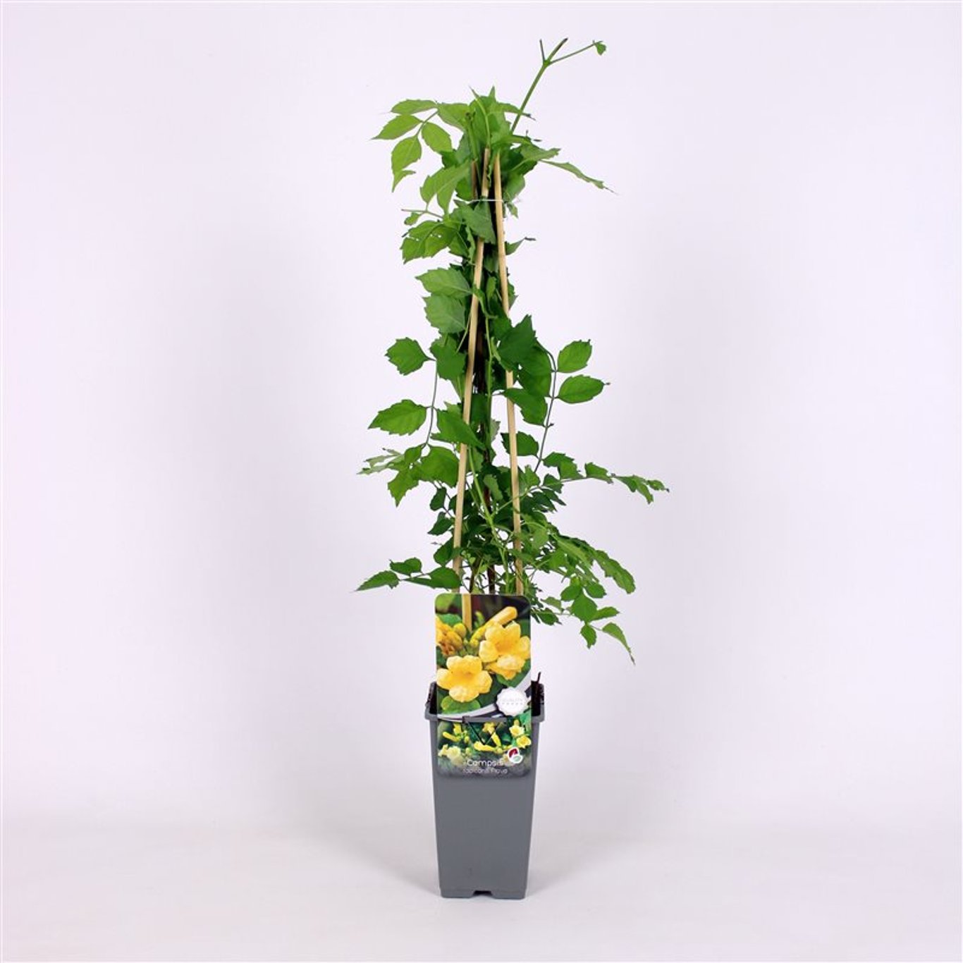 Campsis rad. 'Flava' - C2 70/+ CM