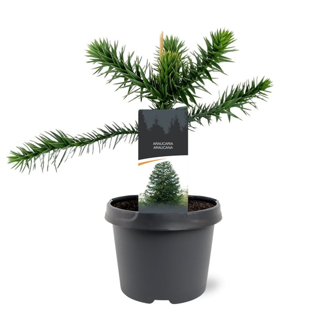 Araucaria araucana - C3 25-30 CM