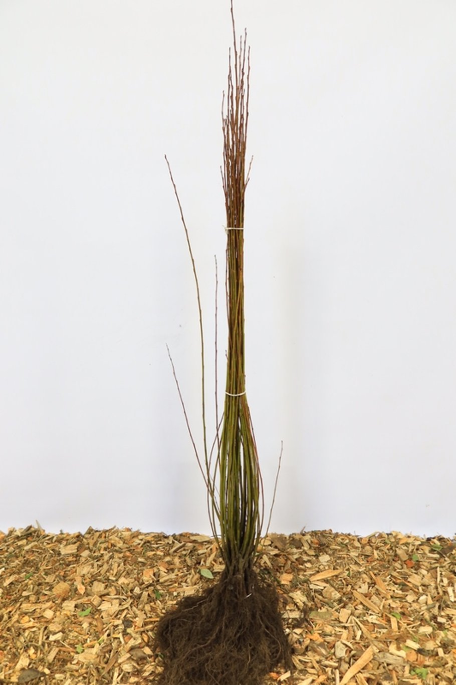 Salix pentandra - 60-100 CM bare root 0/1   1-2 branche