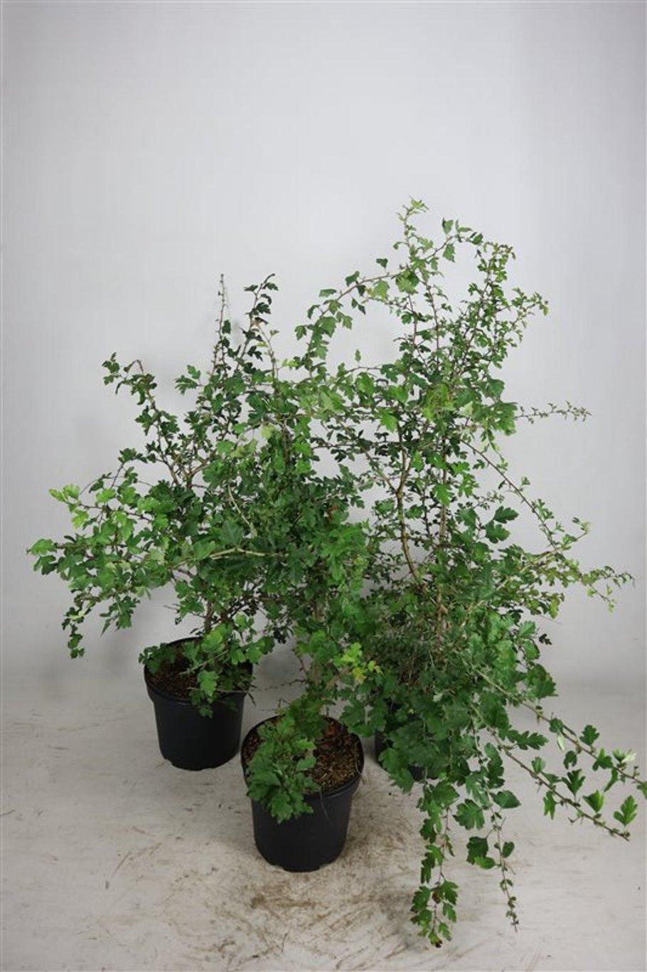 Crataegus monogyna - C7,5 100-125 CM