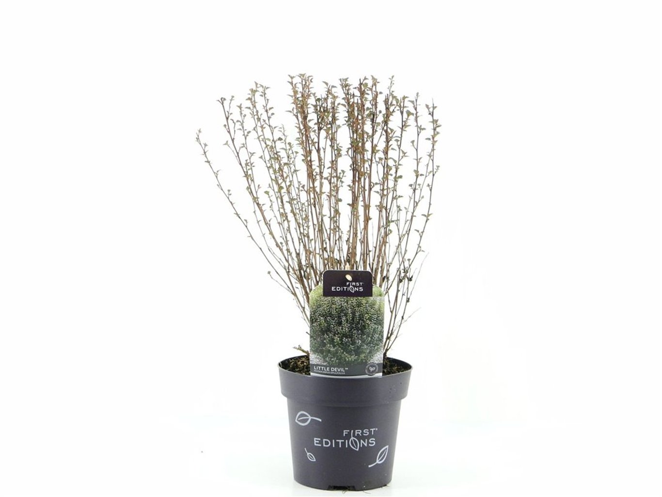 Physocarpus opulif. 'Little Devil' - C3