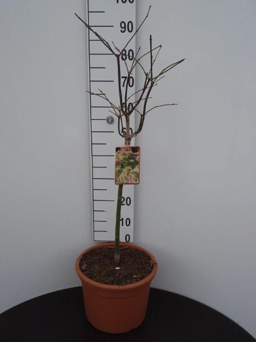 Acer shirasawanum 'Autumn Moon' - 60 CM Stem C15
