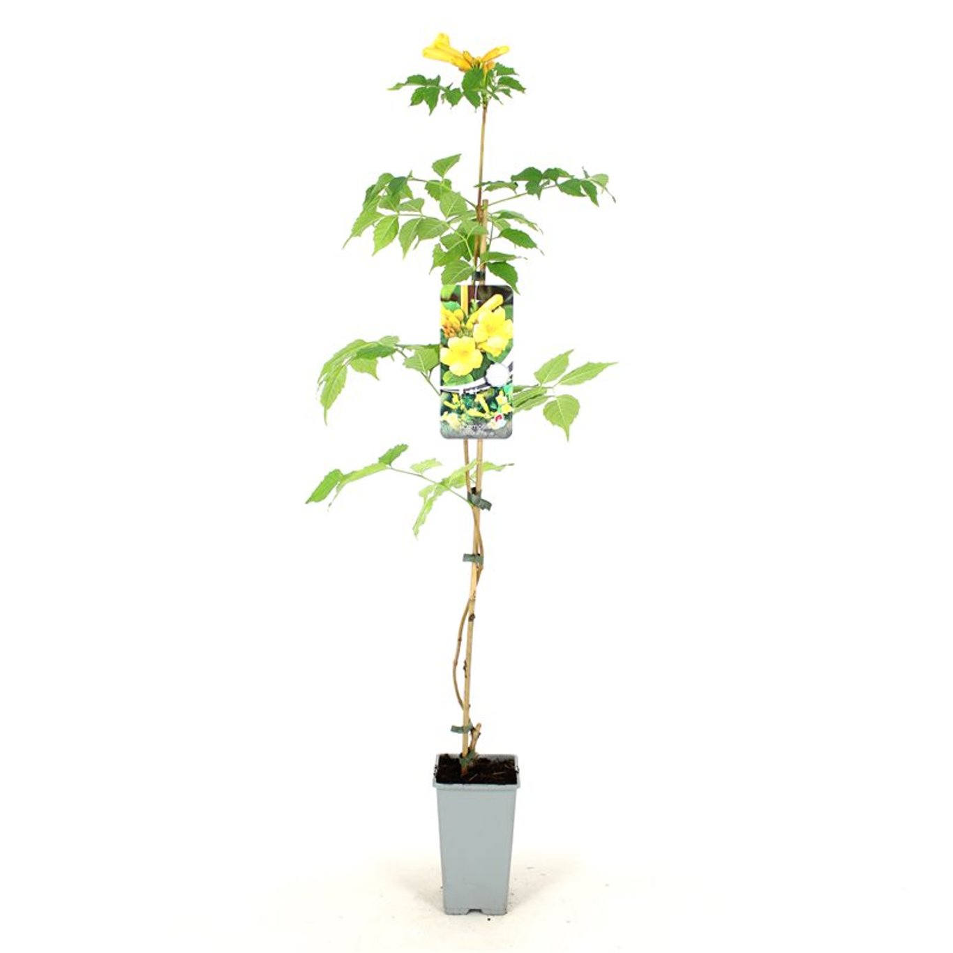 Campsis rad. 'Flava' - C2 80-100 CM