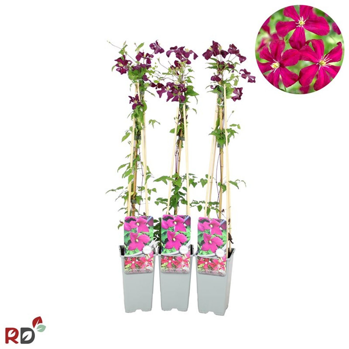 Clematis 'Madame Julia Correvon' - C2 70/+ CM