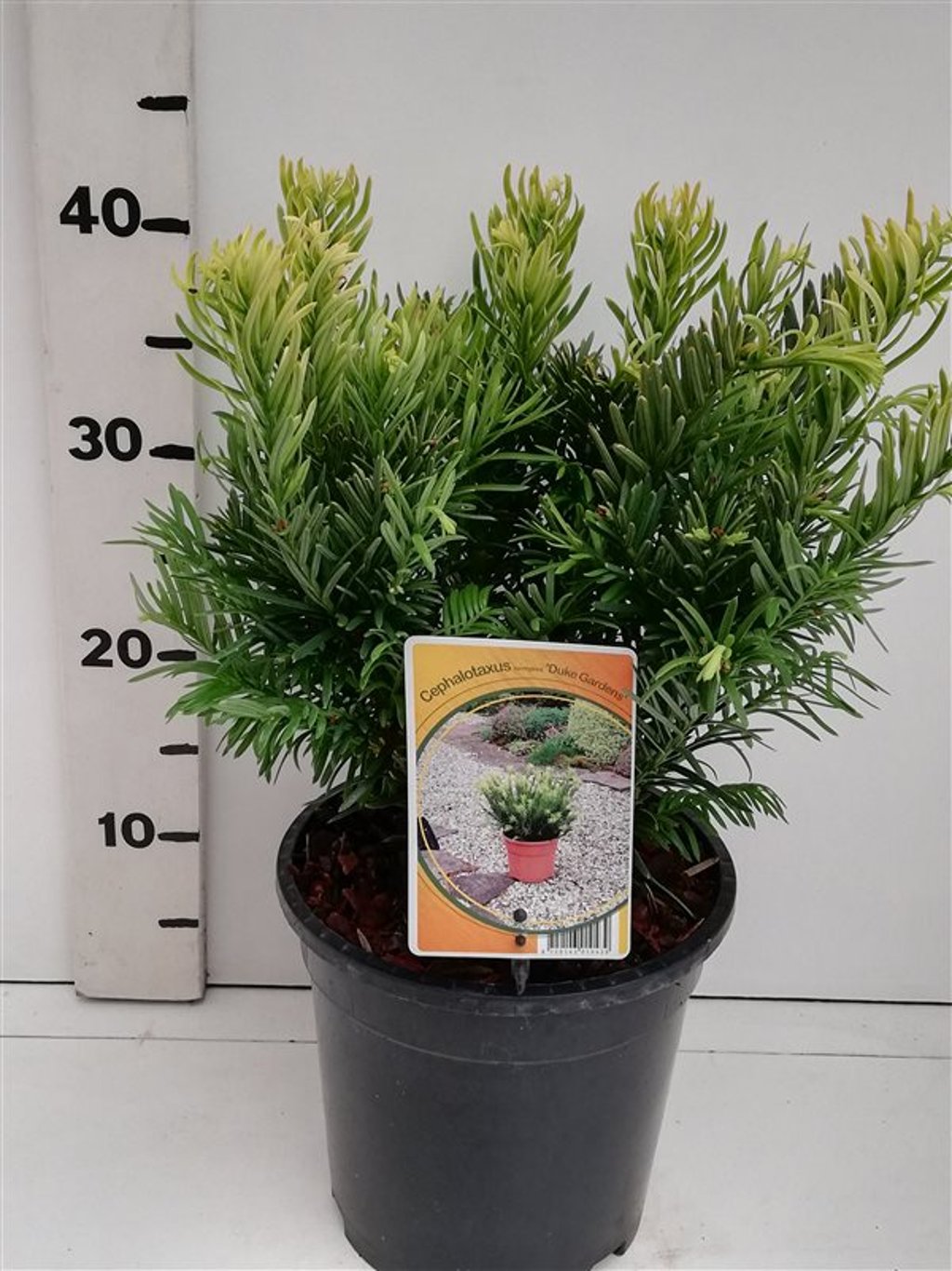 Cephalotaxus h. 'Duke Gardens' - C3 25-30 CM