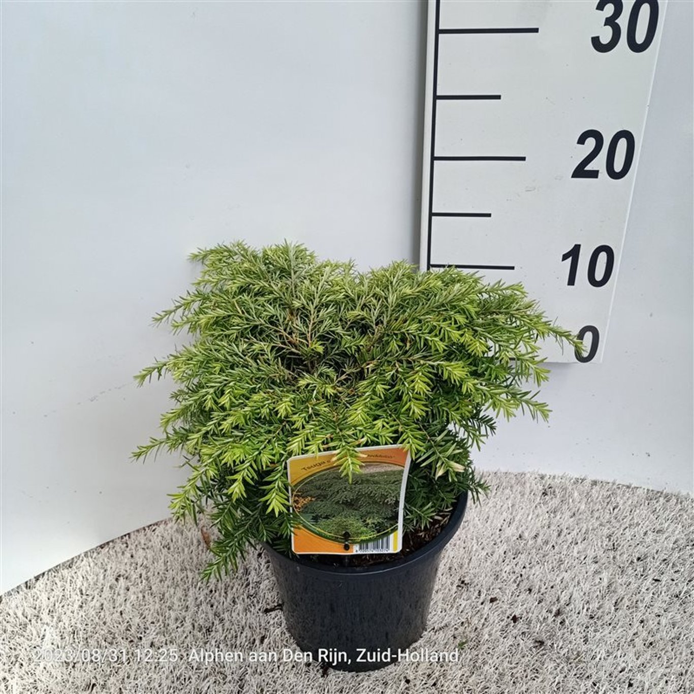 Tsuga can. 'Jeddeloh' - C3 25-30 CM