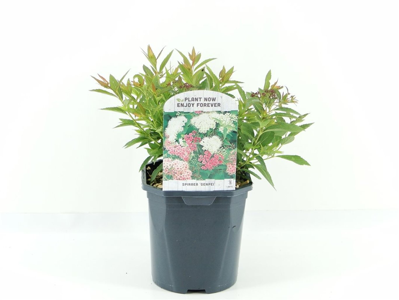 Spiraea jap. 'Genpei' - C2