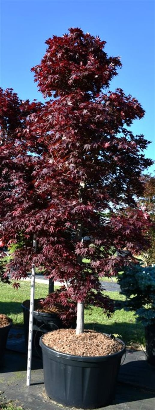 Acer pal. 'Fireglow' - 250-300 CM in Cont.