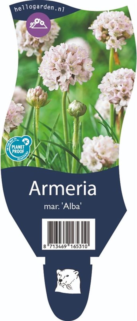 Armeria mar. 'Alba' - P11