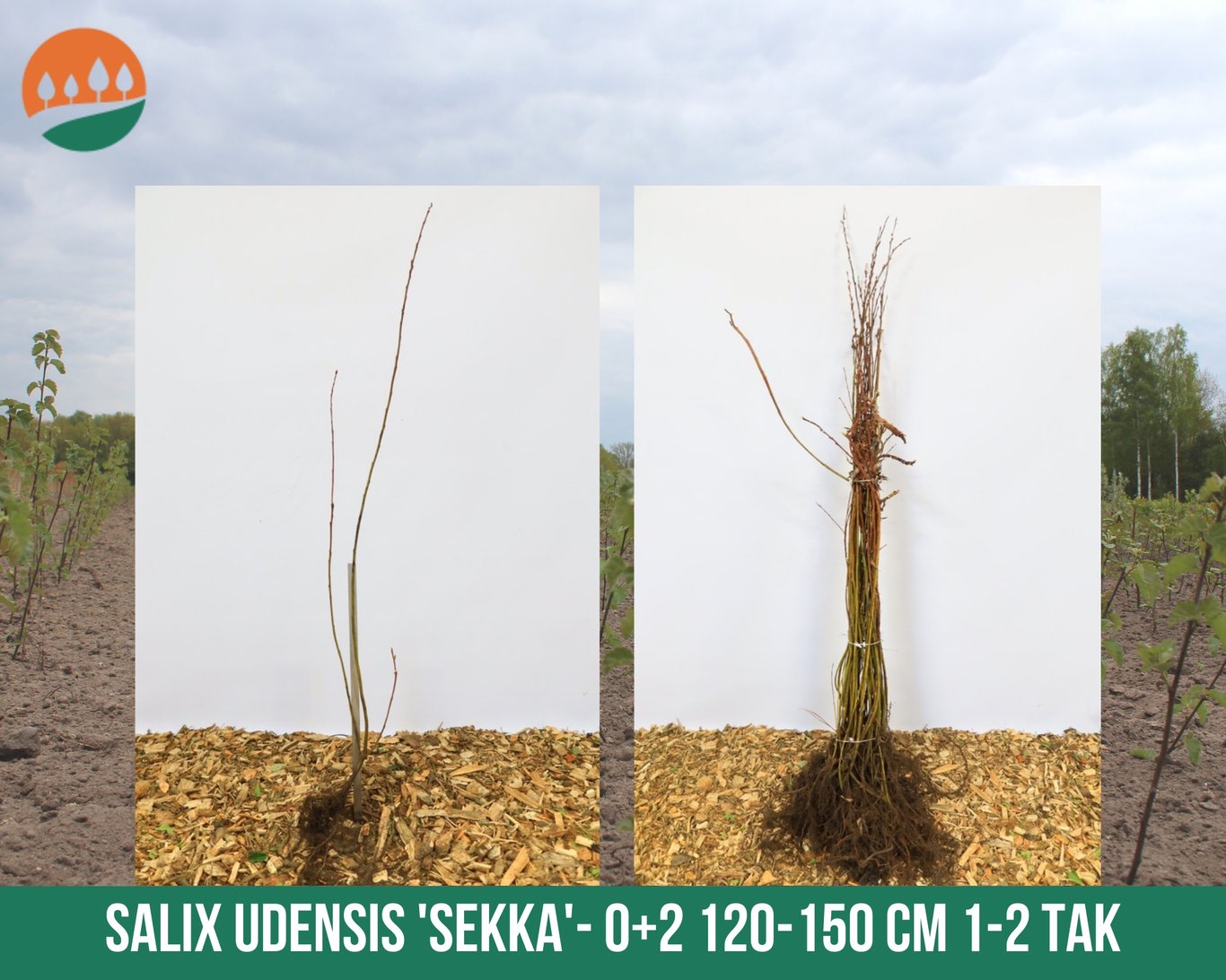 Salix udensis 'Sekka' - 60-100 CM bare root 0/1   1-2 branche