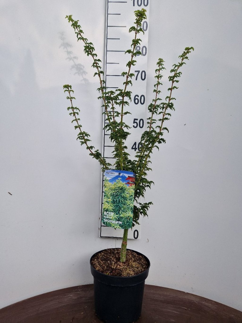 Acer pal. 'Shishigashira' - C5 40-50 CM