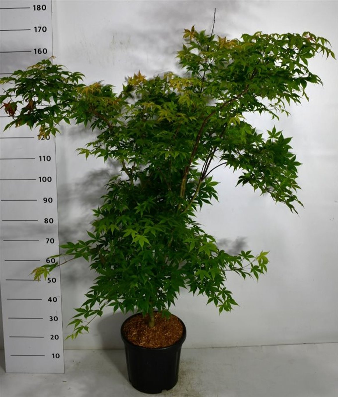 Acer pal. 'Osakazuki' - C18 150-175 CM