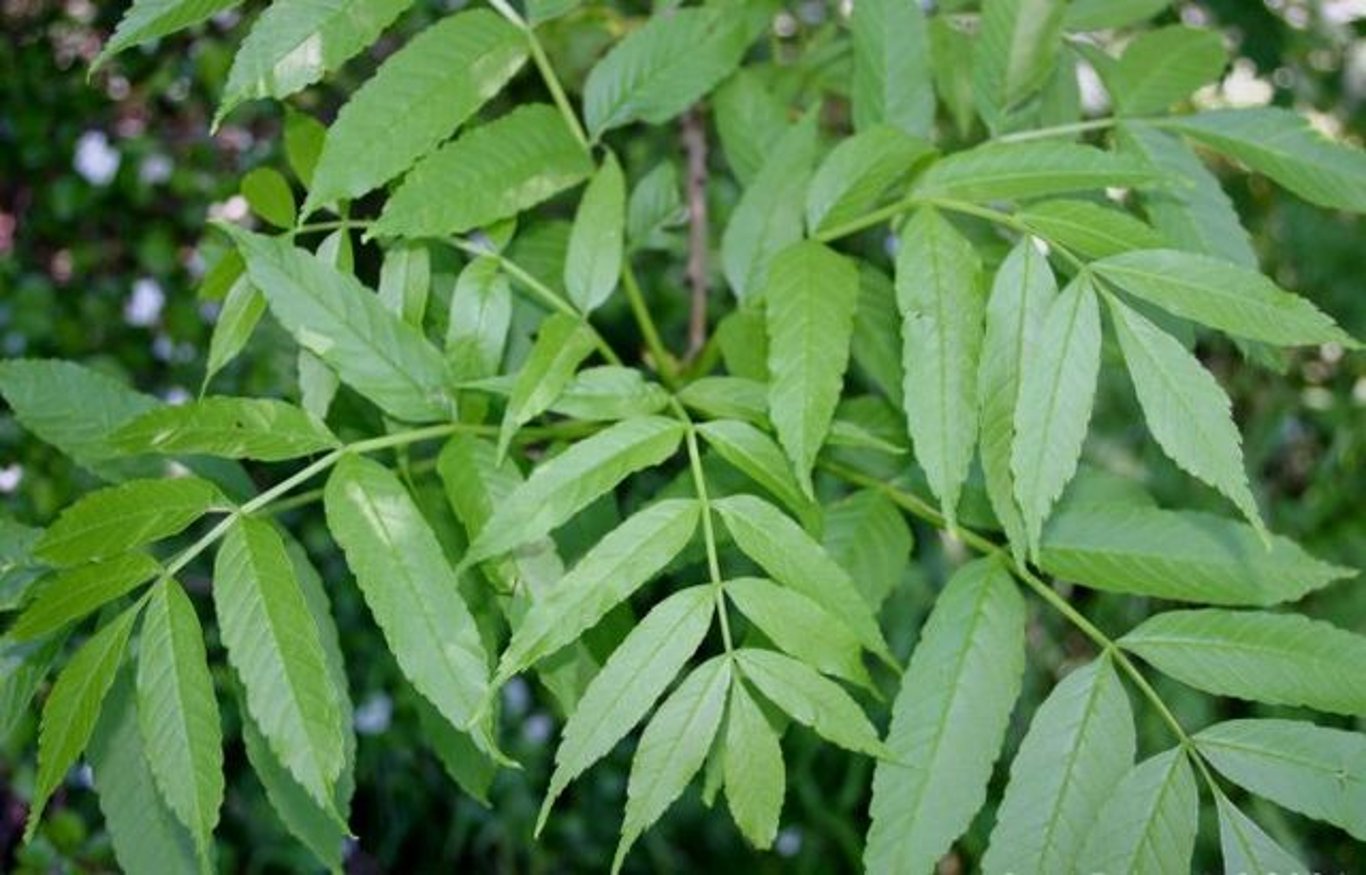 Fraxinus excelsior - 40-60 CM bare root 1/1