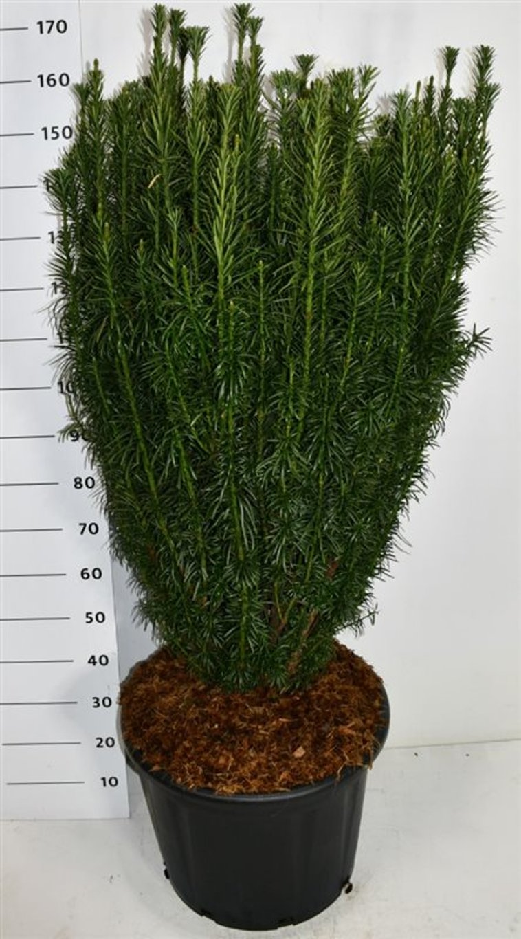 Cephalotaxus h. 'Fastigiata' - C65 100-125 CM