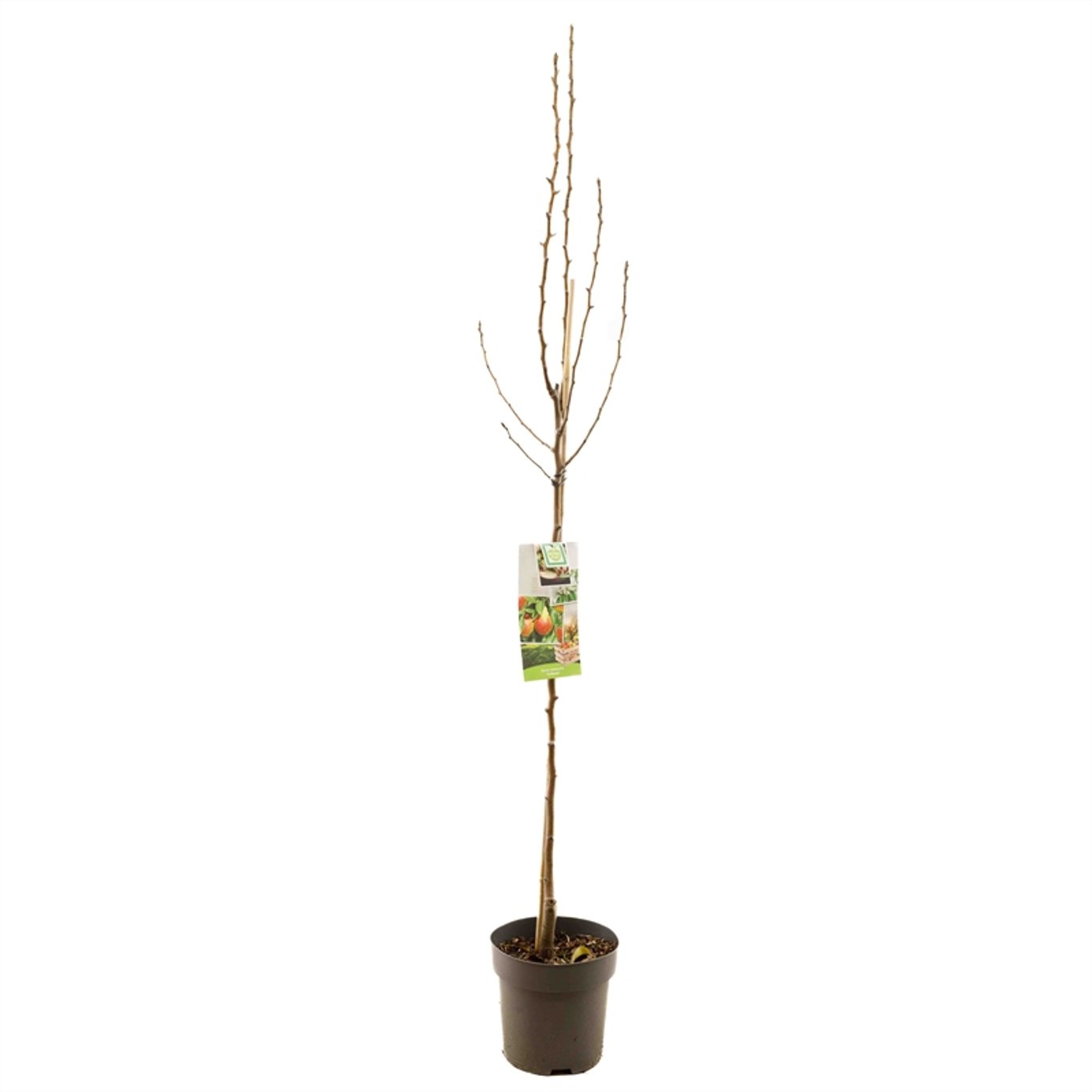 Pyrus c. 'Williams' - C7.5 Halfstem