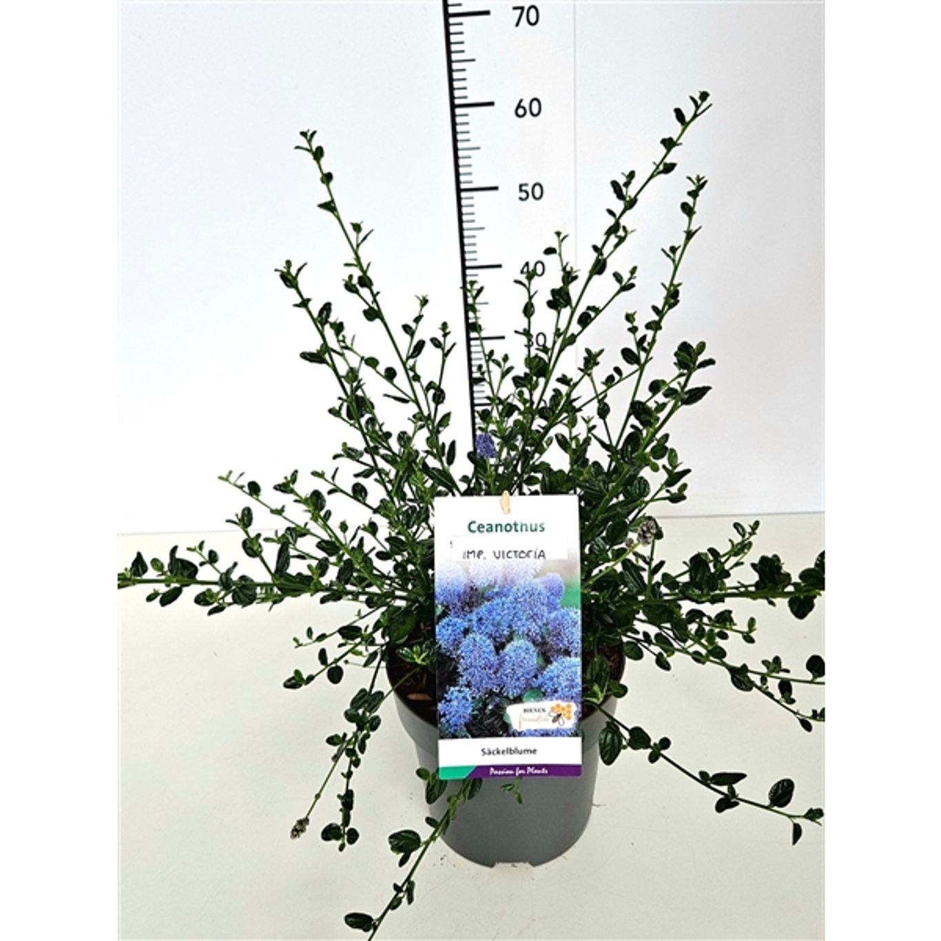 Ceanothus impressus 'Victoria' - C5 40-50 CM