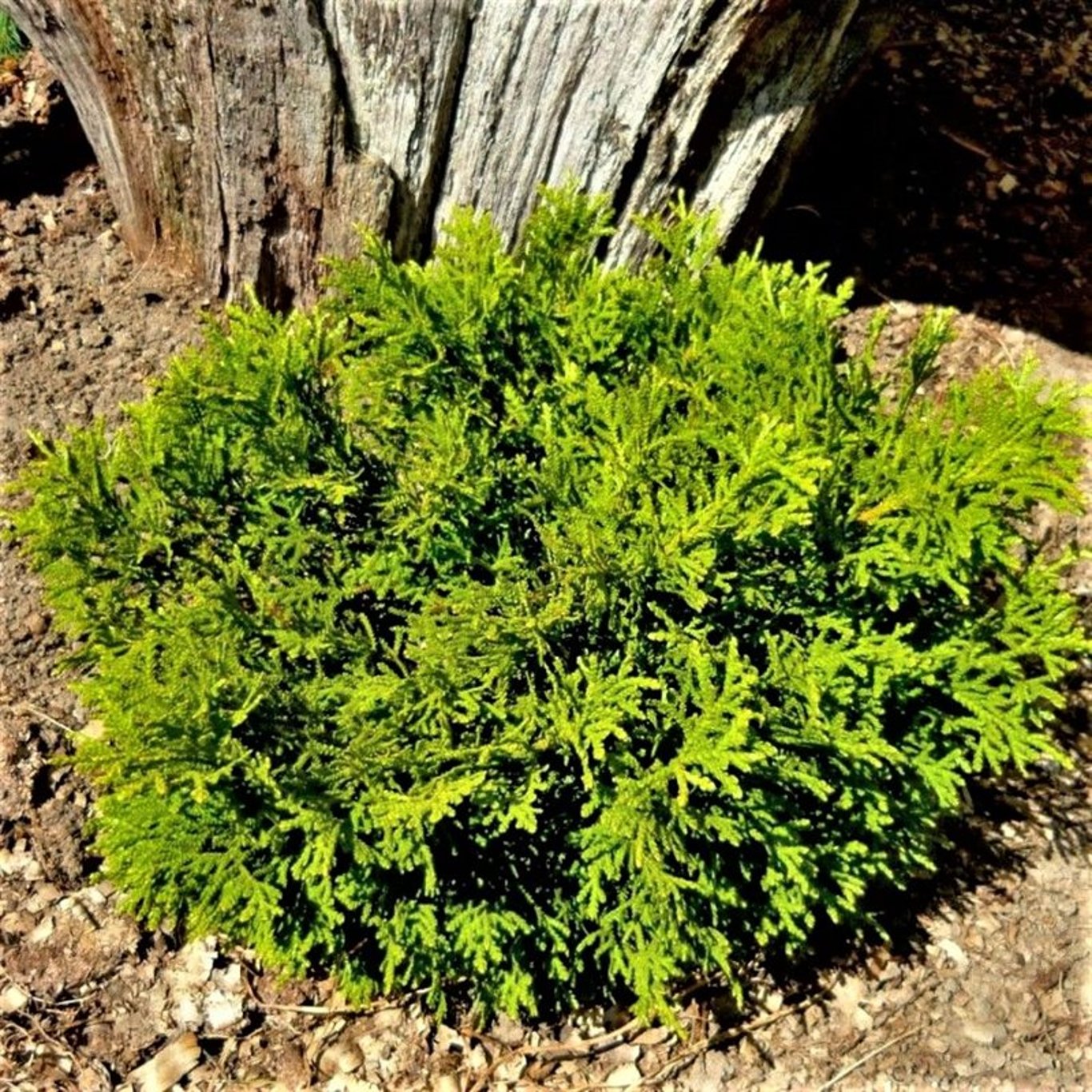 Thujopsis dolabrata 'Nana' - C3 20-25 CM