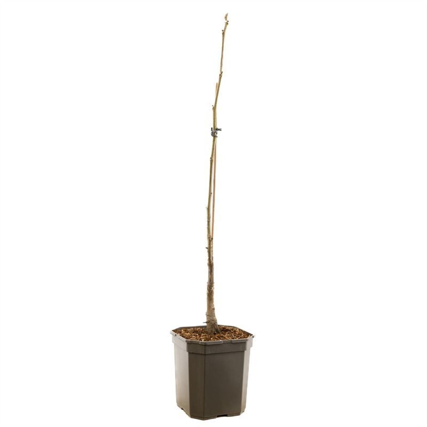 Juglans r. 'Purpurea' - C7,5
