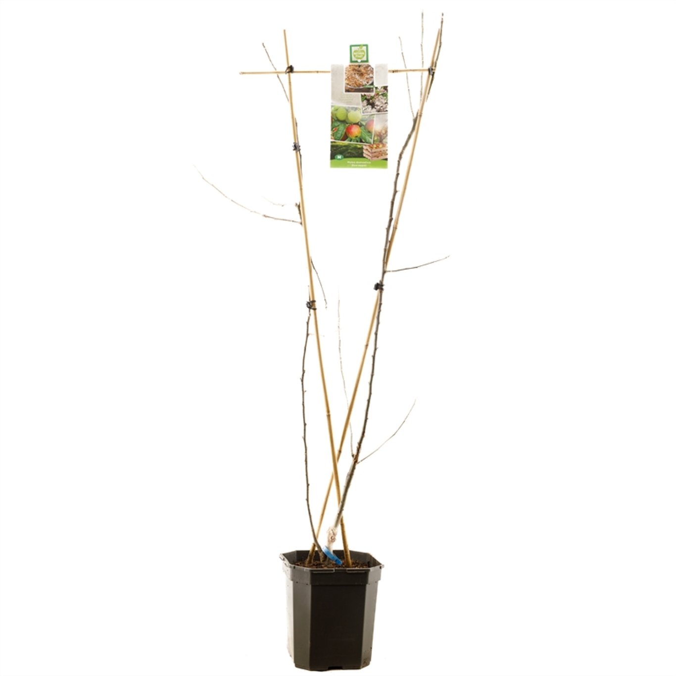 Malus d. 'Duo-appel' - 125-150 V-SHAPE C7.5