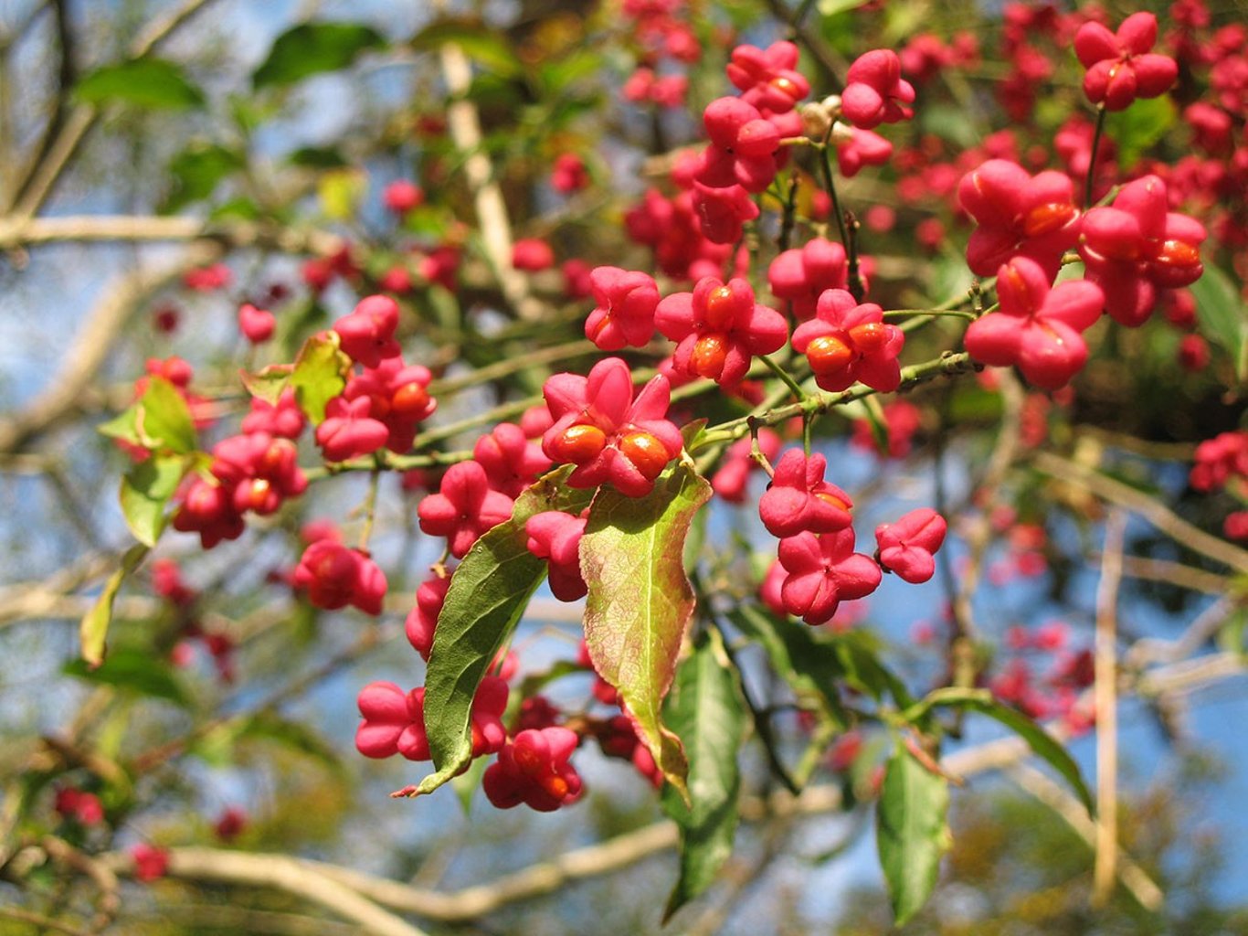 Euonymus europaeus - 125-150 CM RB