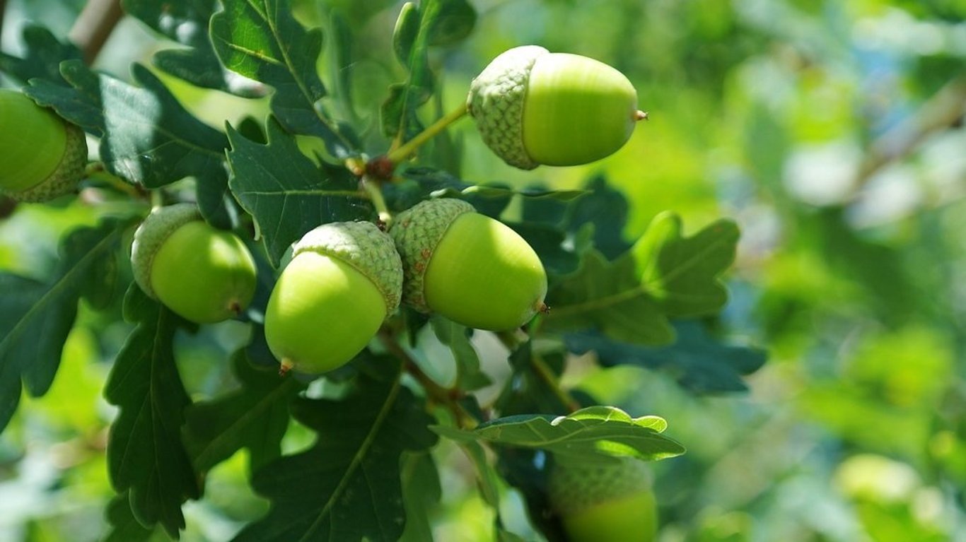 Quercus robur - 175-200 CM RB