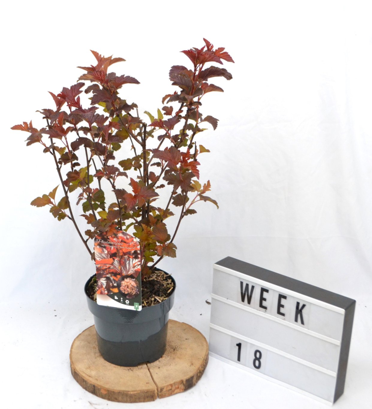 Physocarpus opulif. 'Lady in Red' ® - C3 20-40 CM