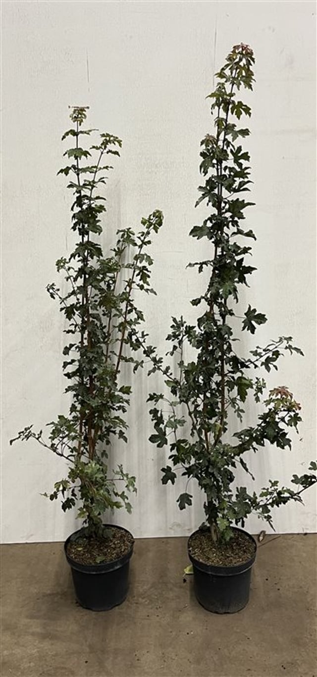 Acer campestre - C7.5 150-175 CM