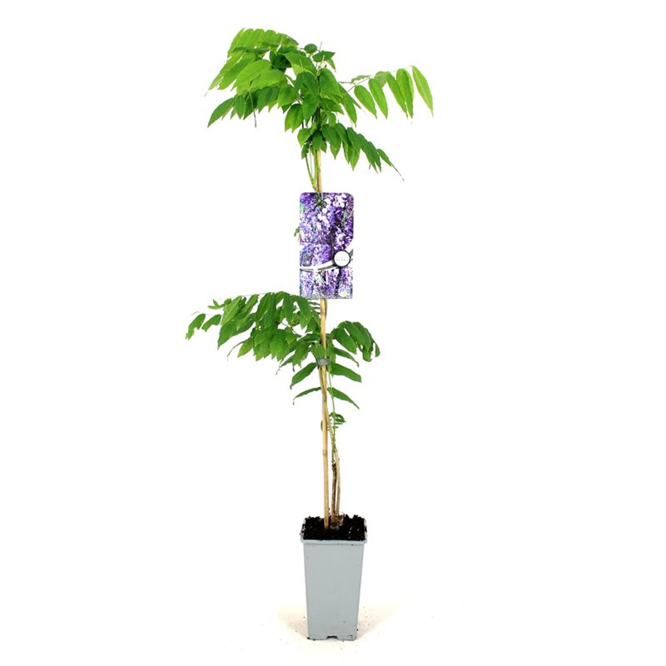 Wisteria flor. 'Multijuga' - C2 80-100 CM Stick