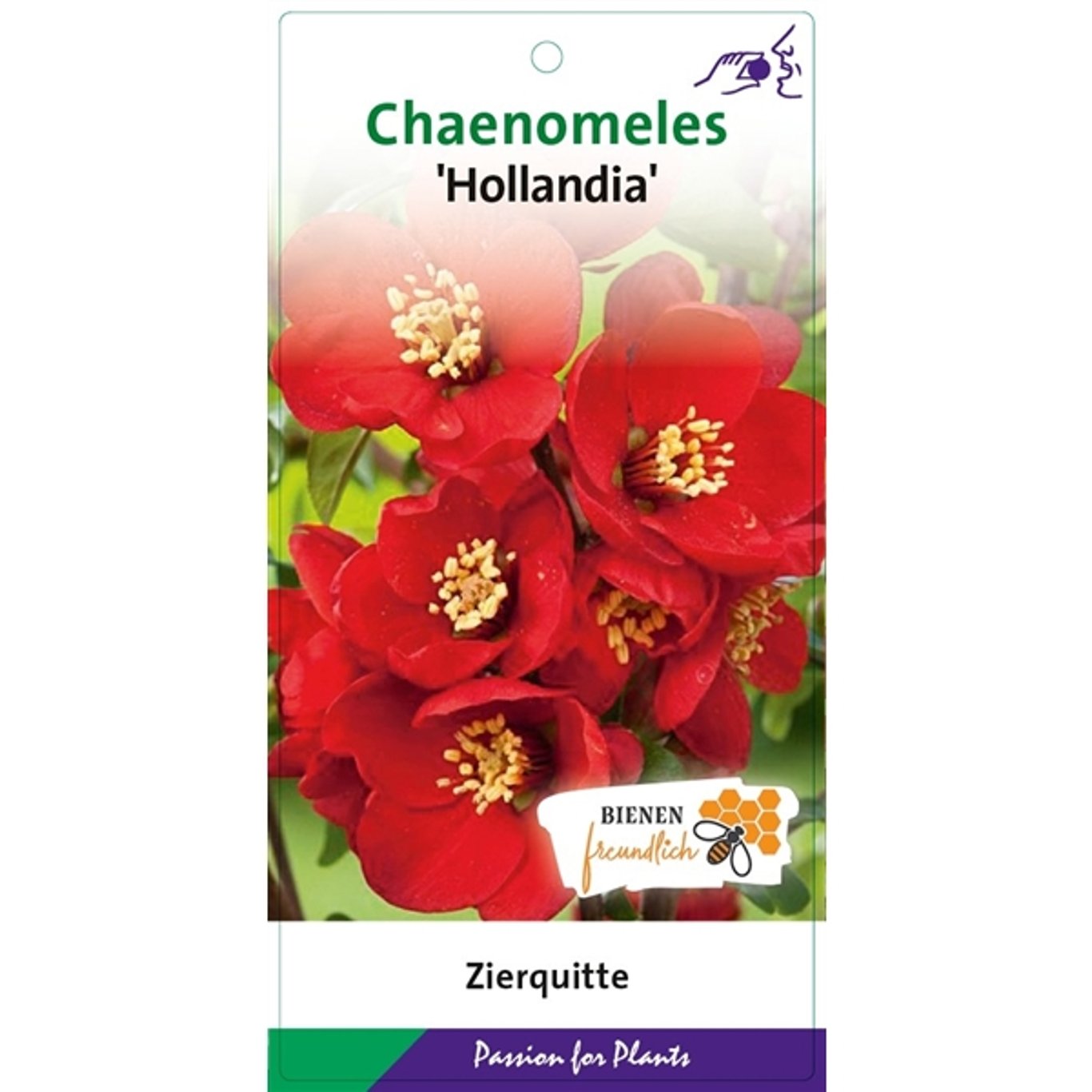 Chaenomeles sup. 'Hollandia' - C5 40-50 CM