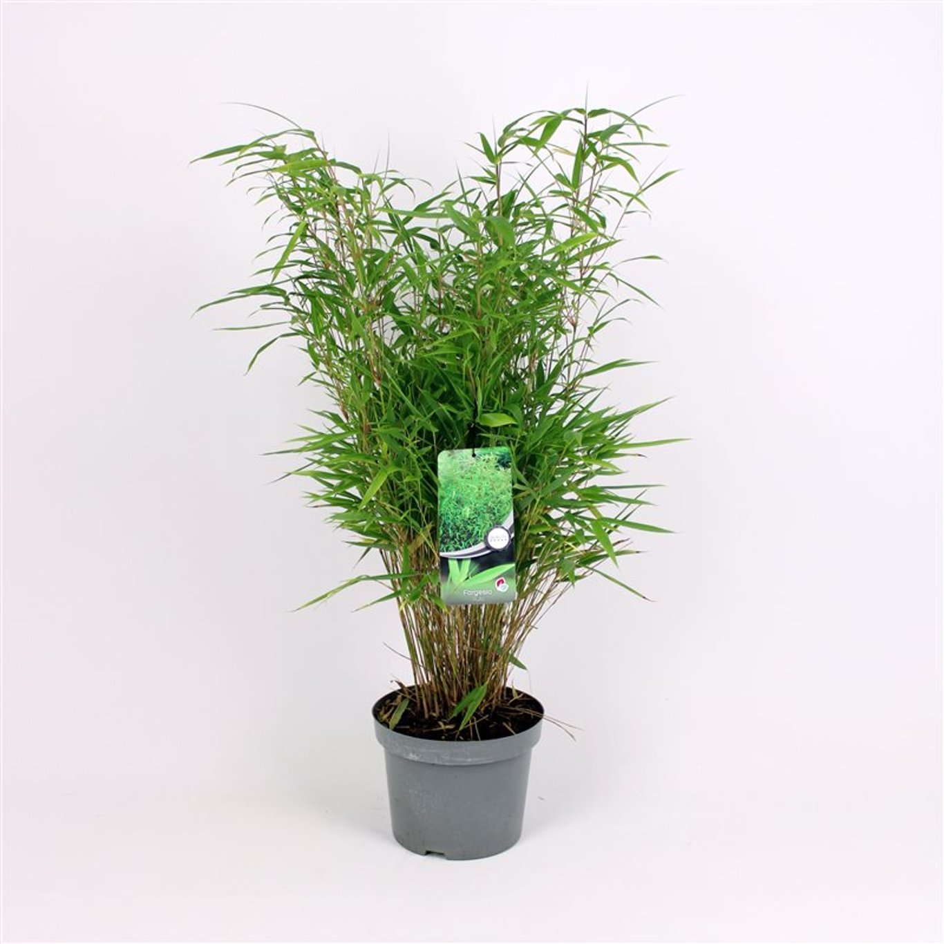 Fargesia rufa - C5 80-100 CM