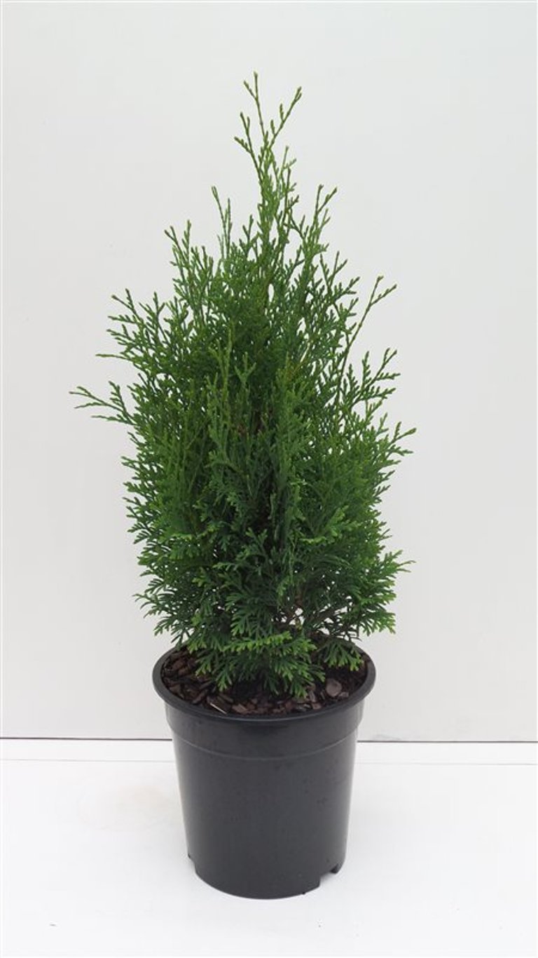 Thuja occ. 'Holmstrup' - C3 40-50 CM