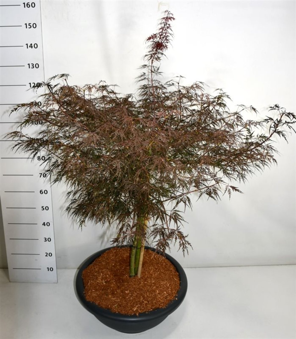 Acer pal. 'Firecracker' - 70 CM Stem Cont.
