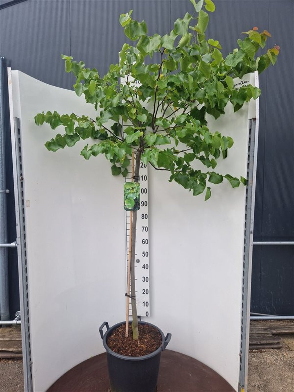Cercis can. 'Texas White' - 120 CM Stem C30