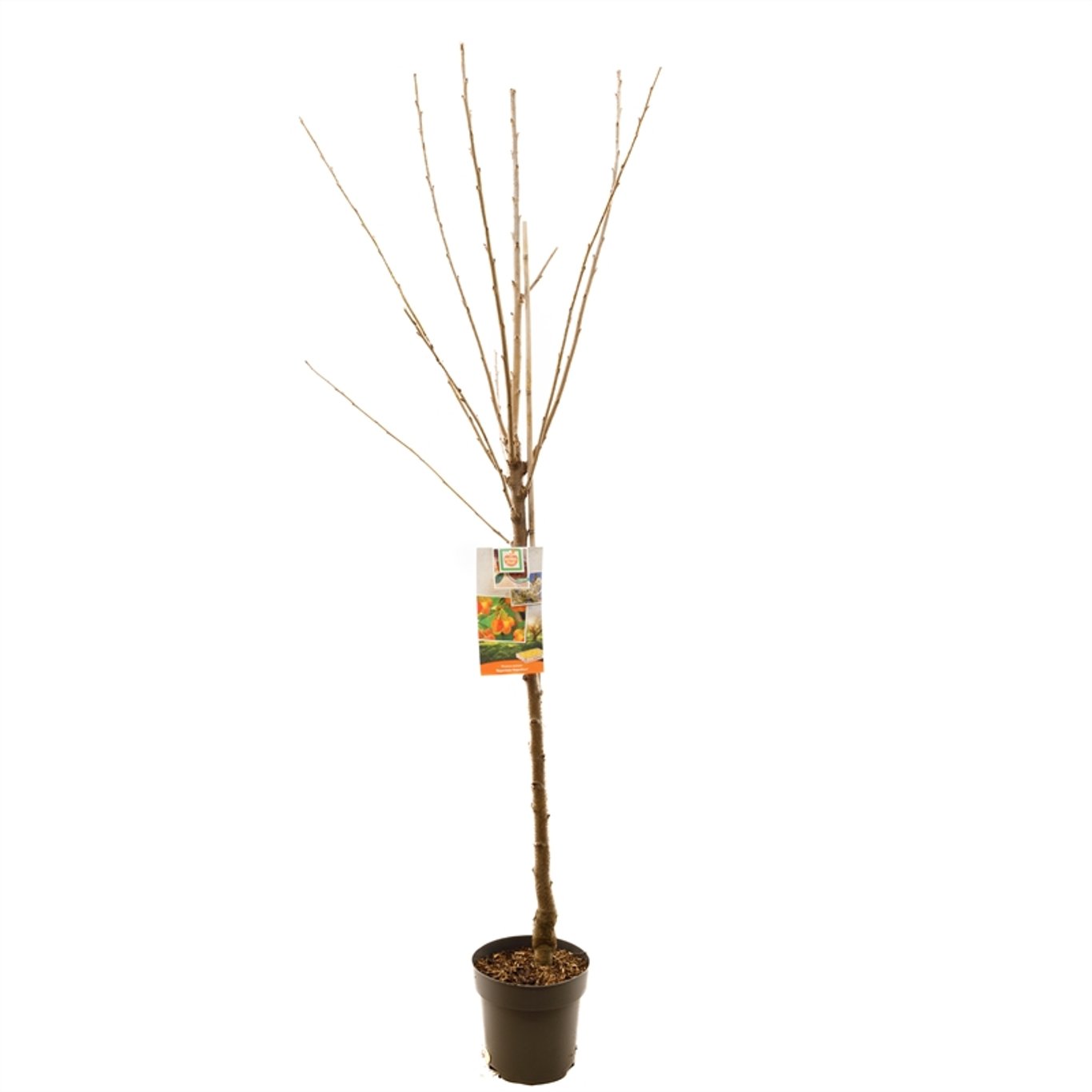 Prunus a. 'Napoleon' - C7,5 175-225 CM Halfstem