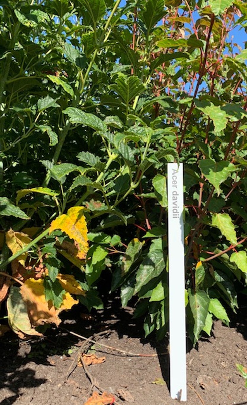 Acer davidii - C5 60-80 CM
