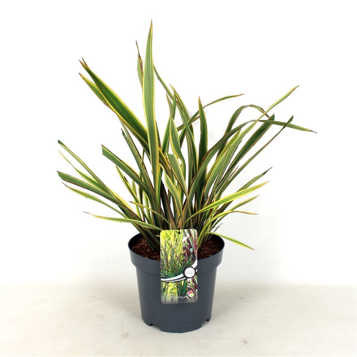 Phormium 'Golden Ray' - C7.5 40-60 CM