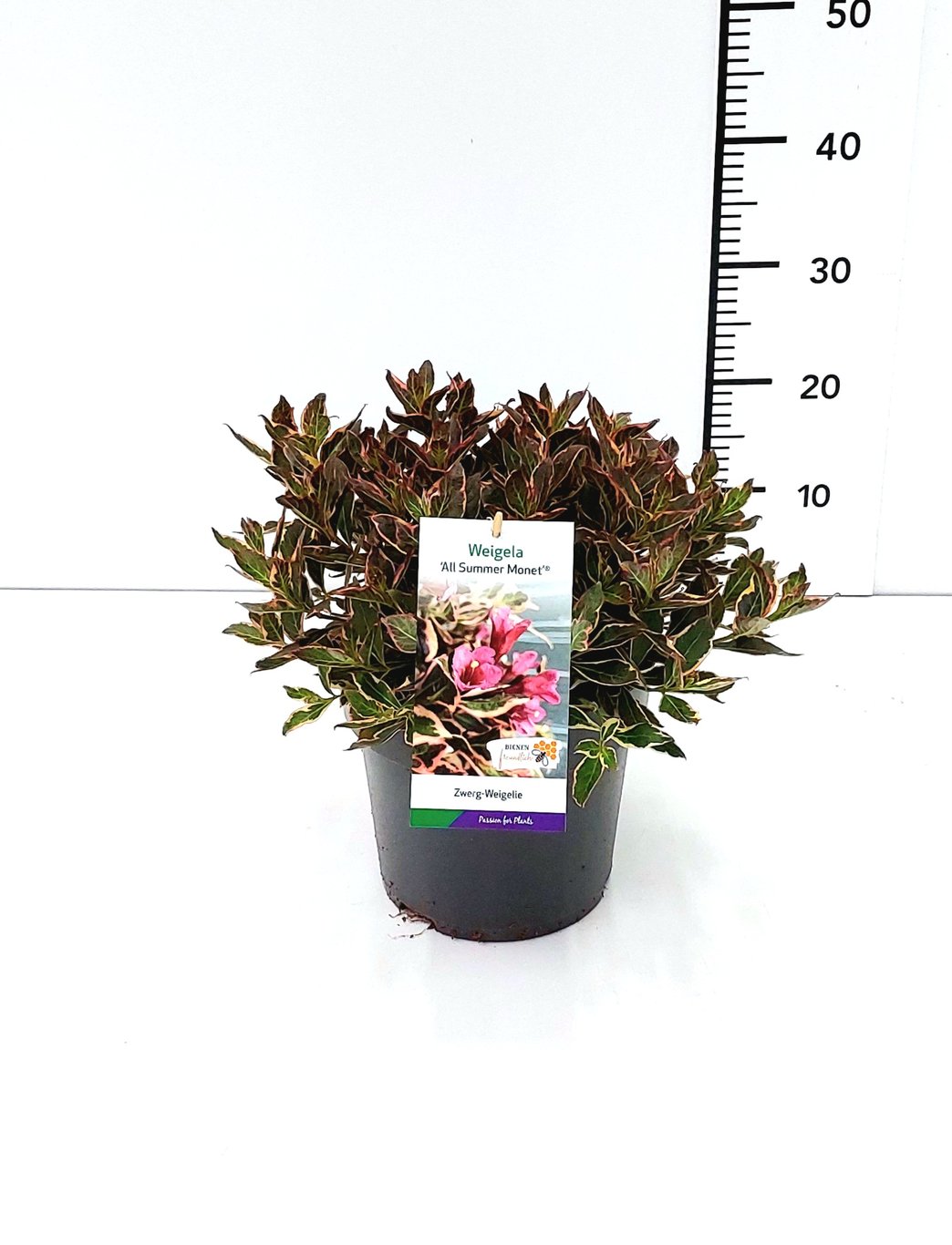 Weigela 'All Summer Monet' - C5 30-40 CM