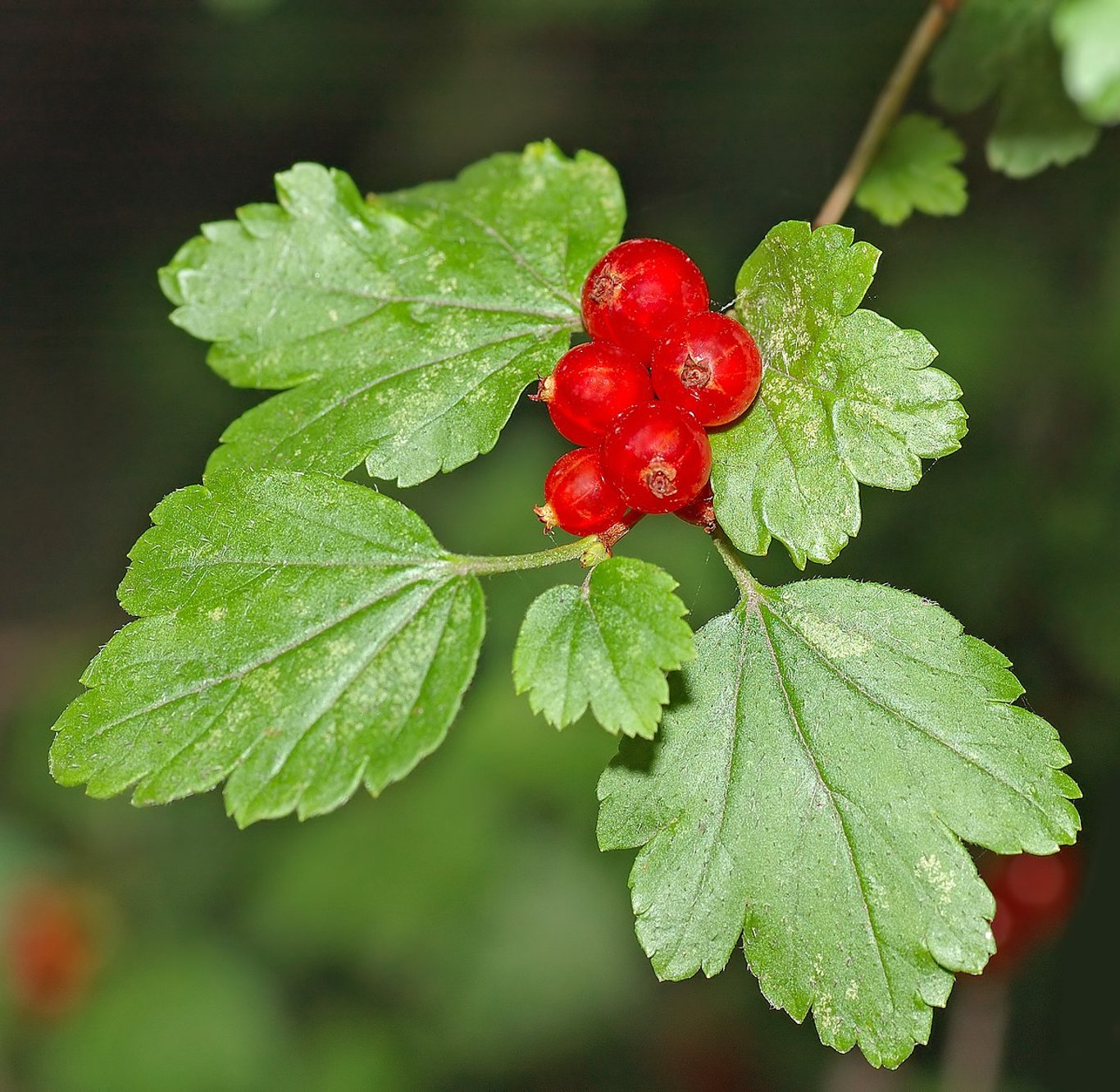 Ribes alpinum - 50-80 CM bare root 0/2   3-5 branche