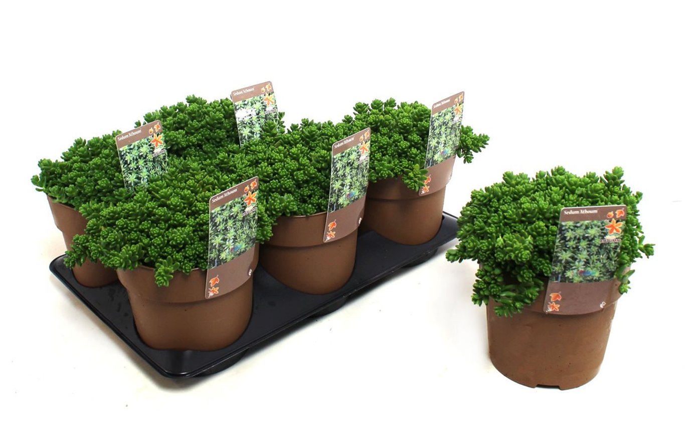 Sedum Athoum - C1,5