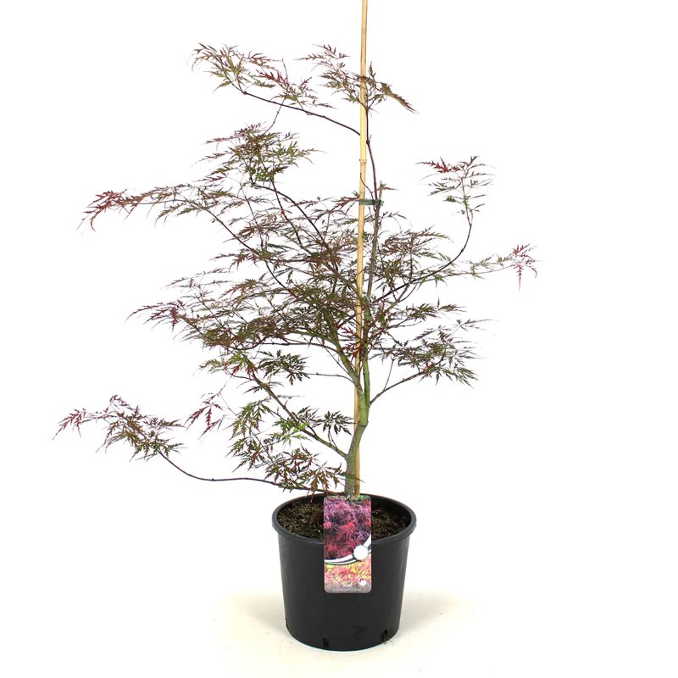 Acer pal. 'Garnet' - C12 60-80 CM