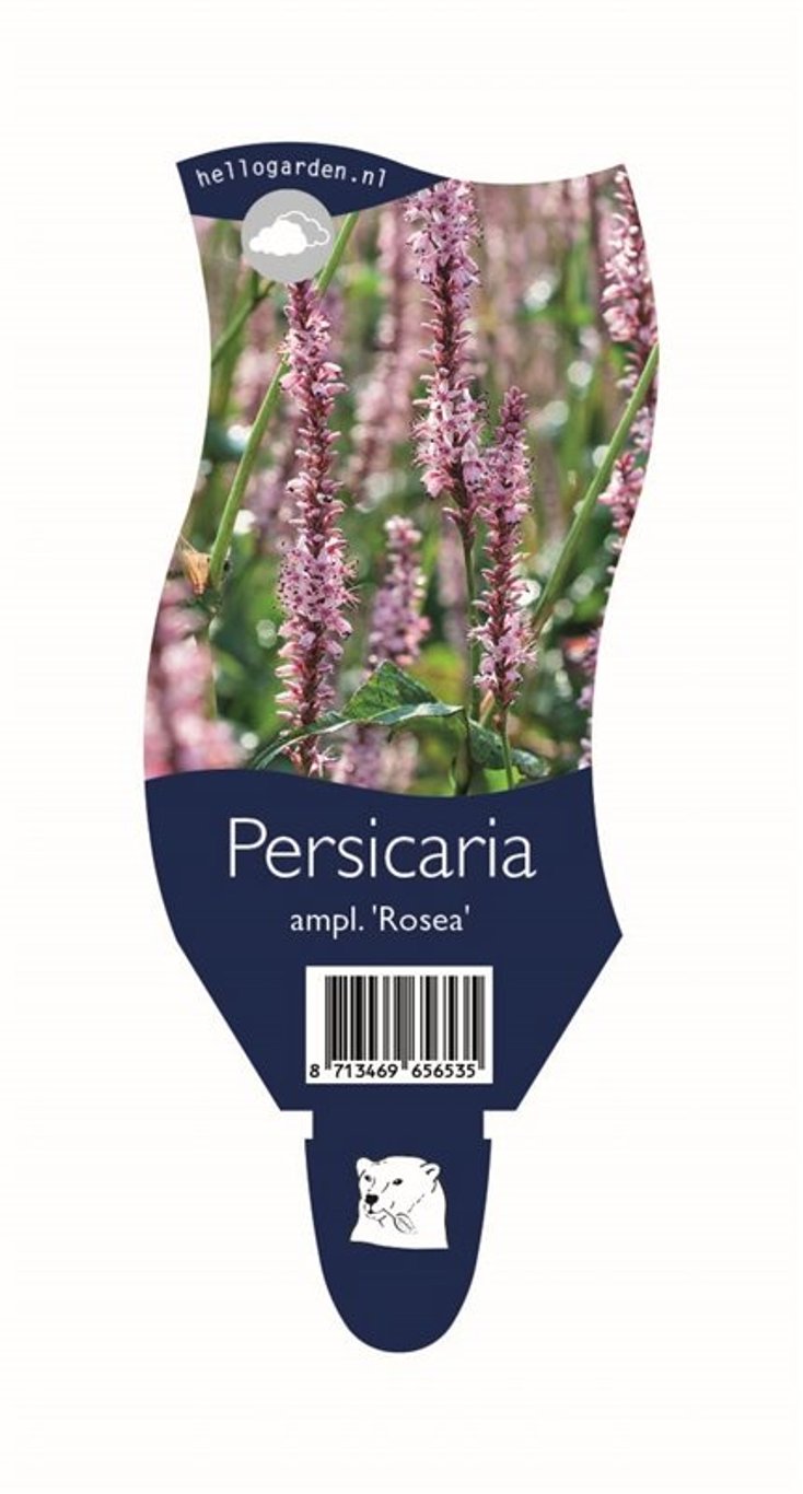 Persicaria a. 'Rosea' - P11
