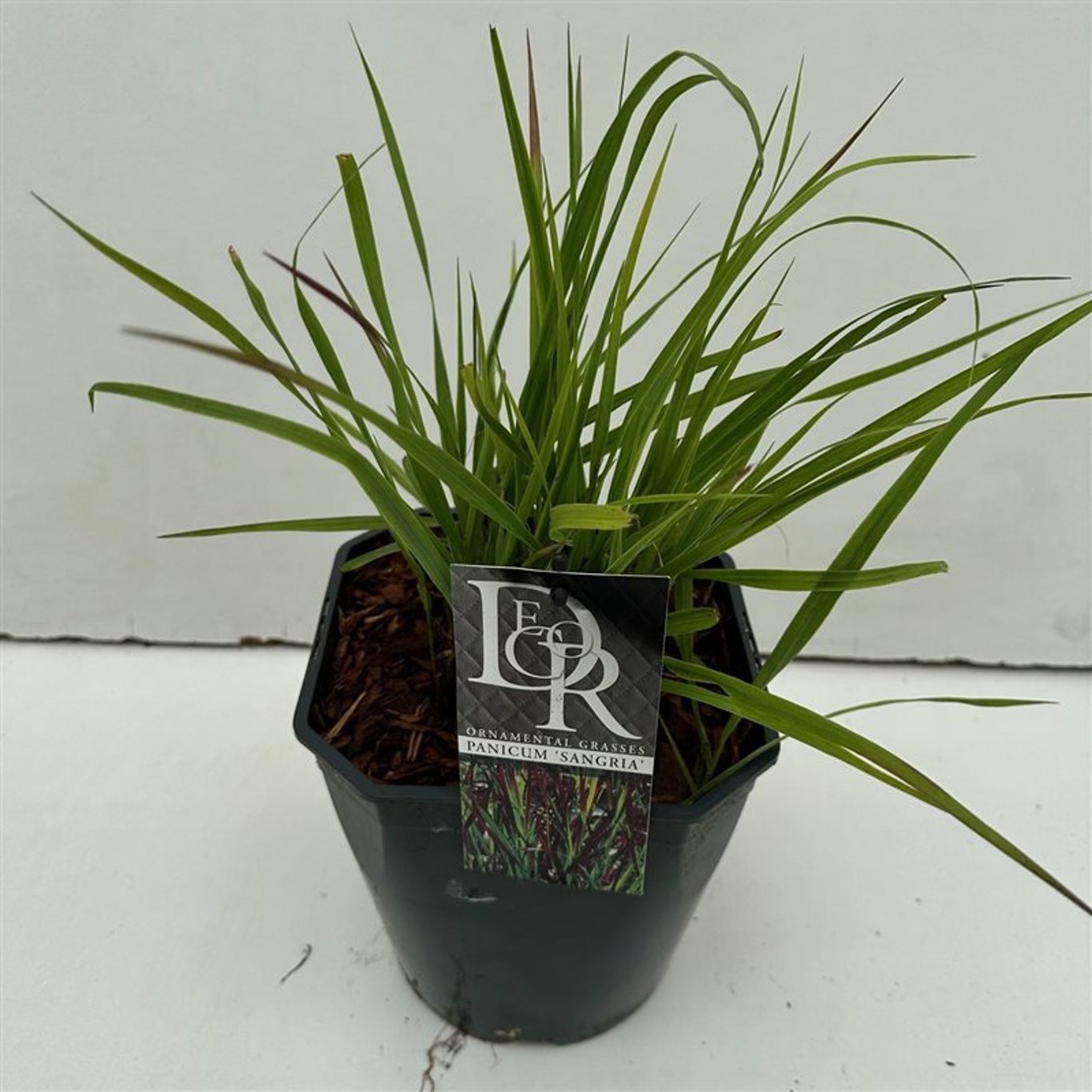 Panicum virgatum 'Sangria' - C5