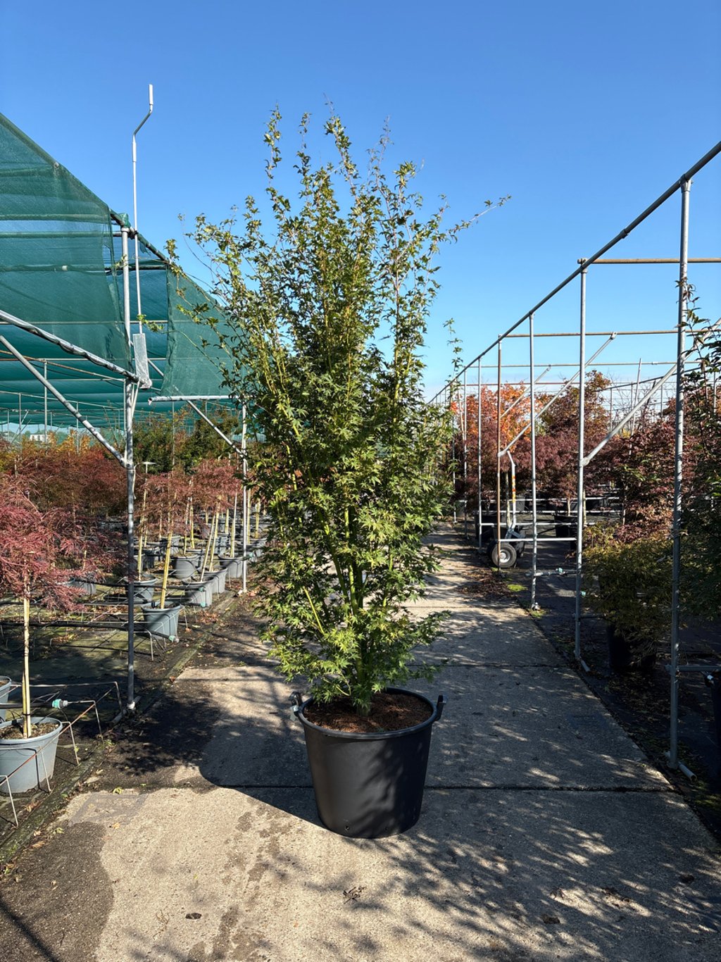 Acer pal. 'Going Green' - 250-300 CM in Cont.