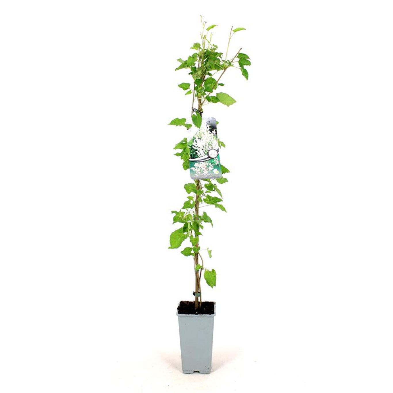 Fallopia baldschuanica - C2 80-100 CM Stick