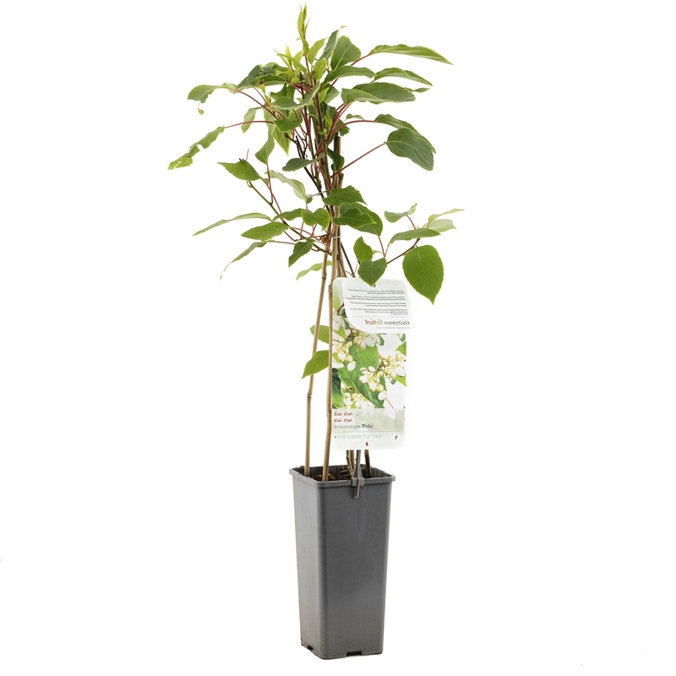 Actinidia a. 'Weiki' - C2 50-60 CM