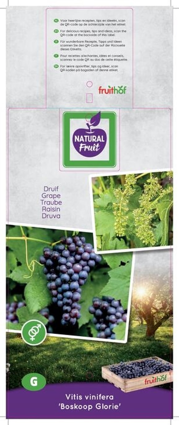 Vitis 'Boskoop Glory' - 50-60 CM Carry Handle C5